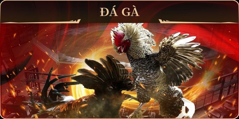 79king 6 đá gà trực tiếp campuchia