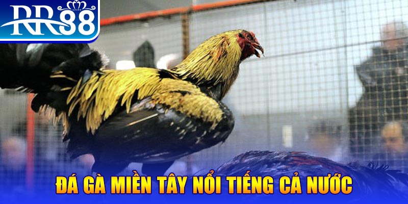 79king 6 đá gà 88
